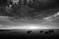 61 - MASAI MARA ELEPHANTS - FA LEI - china <div